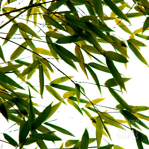 PHYLLOSTACHYS_BAMBOO