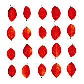 RED LEAVES ON PLAIN BACKGROUND