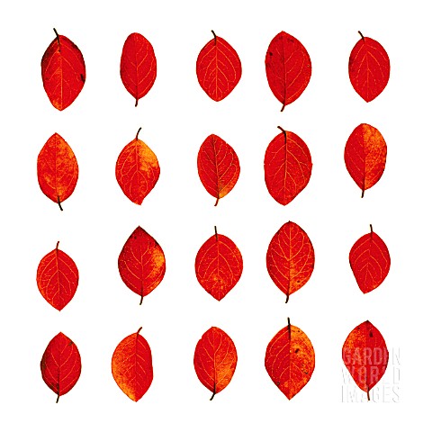 RED_LEAVES_ON_PLAIN_BACKGROUND