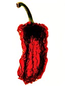 CAPSICUM ANNUUM, CHILLI