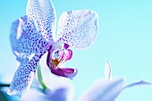 Orchid, Moth orchid, Phalaenopsis, Studio shot offlower against blue background.