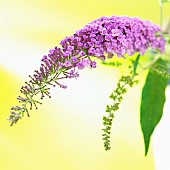 Buddleja, Buddleja, Studio shot of purple coloured flower against yellow background.