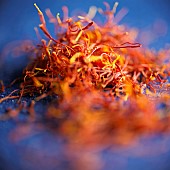 Crocus, Saffron crocus, Crocus sativus, Studio shot of orange coloured herb.