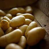 Potato, Solanum tuberosum Charlotte, Yellow subject.