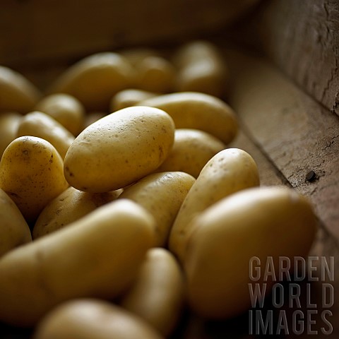 Potato_Solanum_tuberosum_Charlotte_Yellow_subject