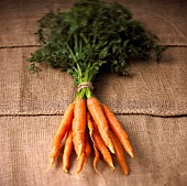 Carrot, Daucus carota, Studio shot of bunch of orange coloured carrots with green tops.