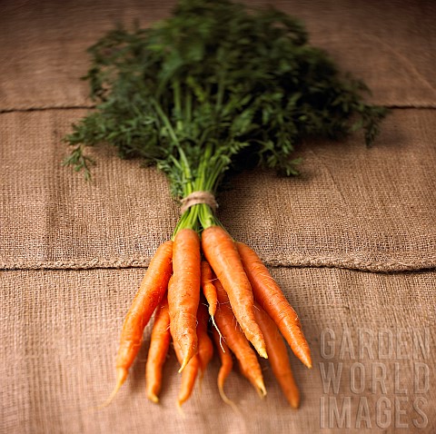 Carrot_Daucus_carota_Studio_shot_of_bunch_of_orange_coloured_carrots_with_green_tops