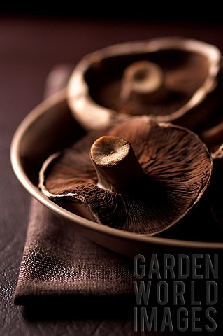 Mushroom_Portobello_mushroom_Psalliota_bisporus_Studio_shot_of_brown_coloured_fungi