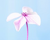 Hydrangea, Studio shot of pink coloured flower against a blue background.