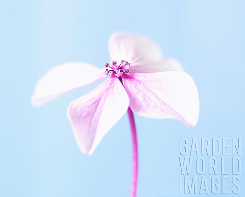 Hydrangea_Studio_shot_of_pink_coloured_flower_against_a_blue_background