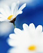 LEUCANTHEMUM VULGARE, DAISY - OX-EYE DAISY