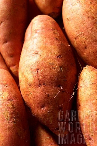 Potato_Solanum_tuberosum_Brown_subject