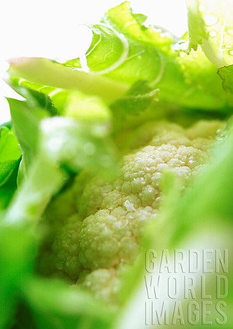 Cauliflower_Brassica_oleracea_botrytis_Studio_shot_of_vegetable