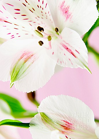 ALSTROEMERIA_ALSTROEMERIA_PERUVIAN_LILY