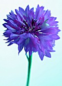 CENTAUREA CYANUS, CORNFLOWER