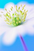 ANEMONE BLANDA, ANEMONE