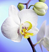 PHALAENOPSIS JUPITER, ORCHID - MOTH ORCHID