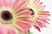 GERBERA, GERBERA