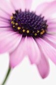 OSTEOSPERMUM, OSTEOSPERMUM