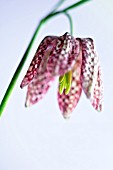 FRITILLARIA MELEAGRIS, FRITILLARY - SNAKES HEAD FRITILLARY