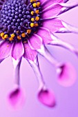 OSTEOSPERMUM WHIRLIGIG, OSTEOSPERMUM