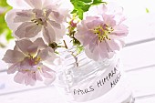 Rose, Rosa Pauls Himalayan Musk, Three pink cut flowers in glass jar.