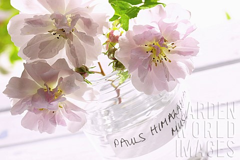 Rose_Rosa_Pauls_Himalayan_Musk_Three_pink_cut_flowers_in_glass_jar