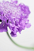 SCABIOSA, SCABIOUS