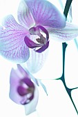 Orchid, Moth orchid, Phalaenopsis, Mauve subject, White background.