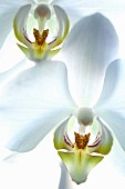 Orchid, Moth orchid, Phalaenopsis, Studio shot of white coloured flowers.