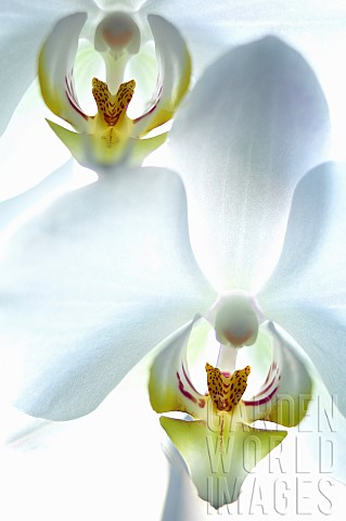 Orchid_Moth_orchid_Phalaenopsis_Studio_shot_of_white_coloured_flowers
