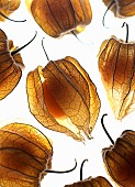 Cape gooseberry, Physalis, Studio shot of backlit fruit.