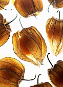 Cape gooseberry, Physalis, Studio shot of backlit fruit.