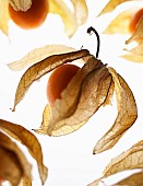 Cape gooseberry, Physalis, Studio shot of backlit fruit