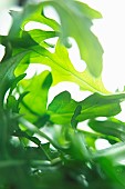 Rocket, Eruca sativa, Studio shot of green salad leaves.