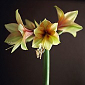 HIPPEASTRUM, AMARYLLIS