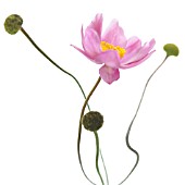 ANEMONE JAPONICA, (JAPANESE ANEMONE)