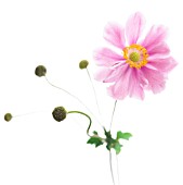 ANEMONE JAPONICA, (JAPANESE ANEMONE)