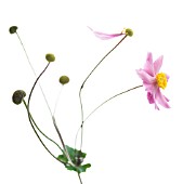 ANEMONE JAPONICA, (JAPANESE ANEMONE)