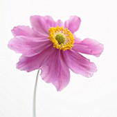 ANEMONE JAPONICA, (JAPANESE ANEMONE)