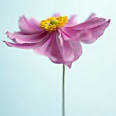 ANEMONE JAPONICA, (JAPANESE ANEMONE)