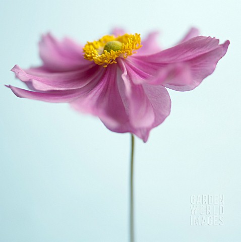 ANEMONE_JAPONICA_JAPANESE_ANEMONE