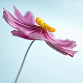 ANEMONE JAPONICA, (JAPANESE ANEMONE)