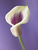 ARUM, LILY - ARUM LILY, CALLA LILY