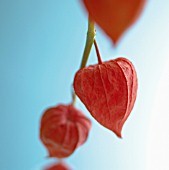 PHYSALIS, CHINESE LANTERN, CAPE GOOSEBERRY