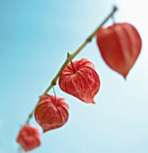 PHYSALIS, CHINESE LANTERN