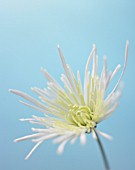 CHRYSANTHEMUM, CHRYSANTHEMUM