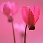 CYCLAMEN, CYCLAMEN