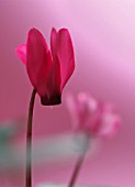 CYCLAMEN, CYCLAMEN