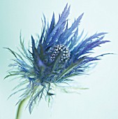 ERYNGIUM ALPINUM, SEA HOLLY